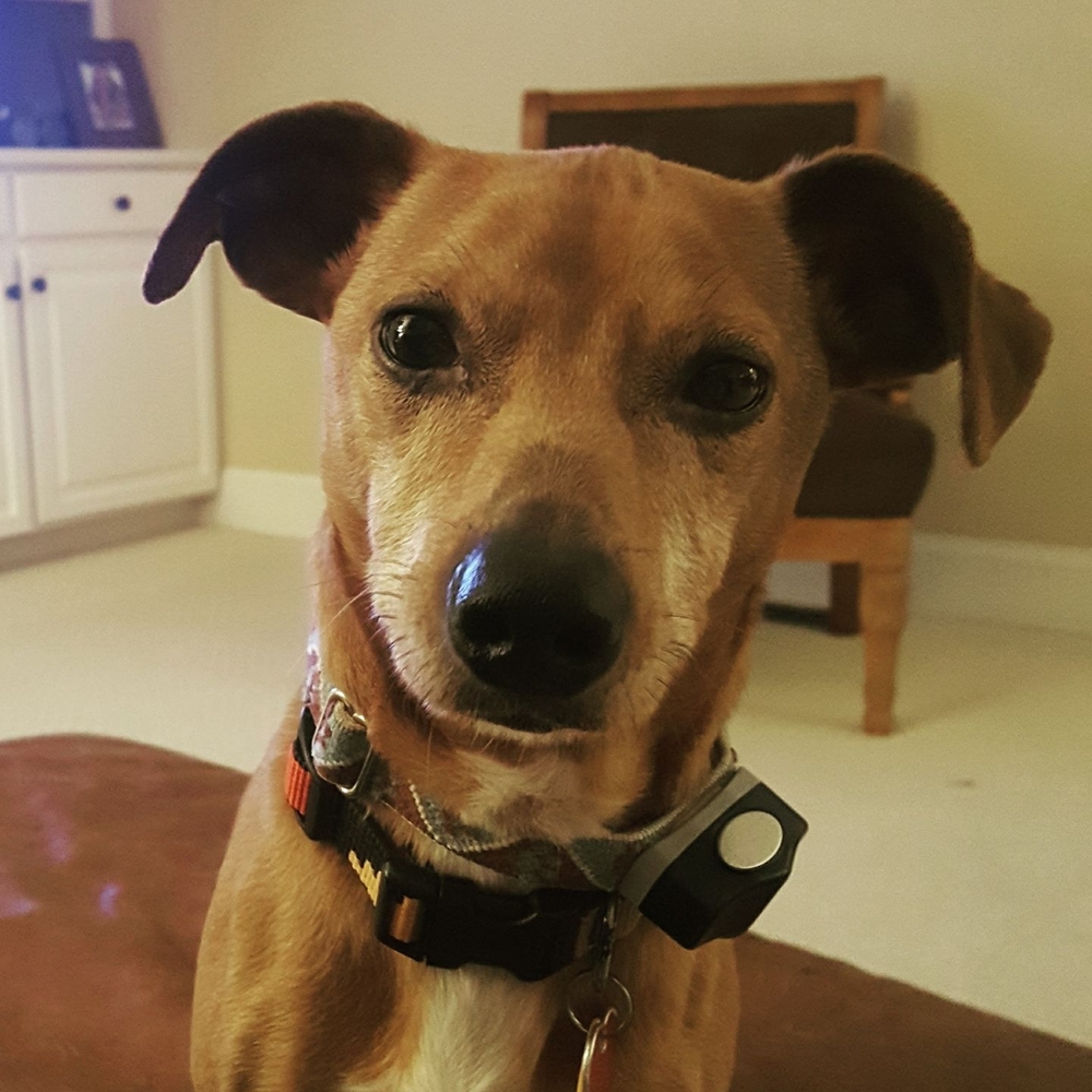 Meet your Posher, Laurie